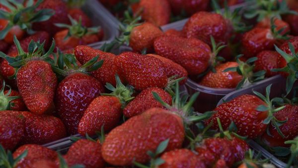 Эксперты связали высокое содержание антибиотиков в клубнике с обработкой ягод<br />
